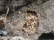 Уничтожение муравьев в Алматы - foto 0
