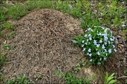 Уничтожение муравьев в Алматы - foto 1