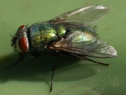 Уничтожение мух в Алматы - foto 1